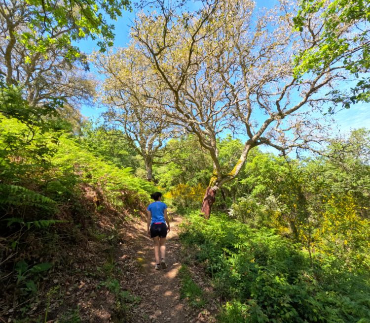 Trilhos de Venda do Pinheiro: Serra da Atalaia e Monte Leite