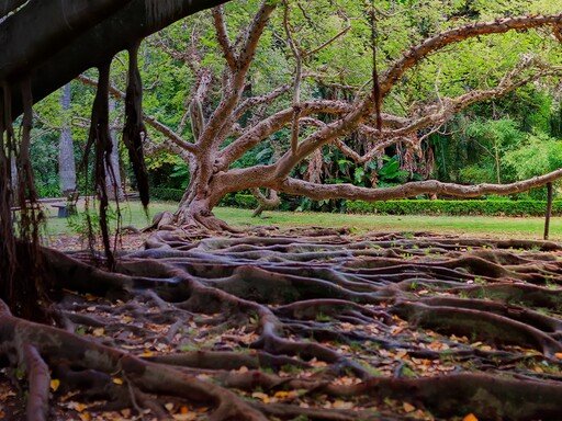 Ciclo de Visitas Guiadas Alumni 2024 - Visita 3: Jardim Botânico da Ajuda