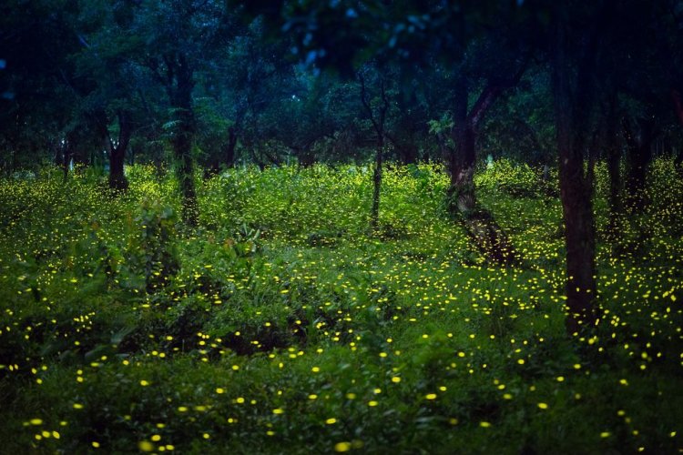 Pirilampos no Vale da “Amazónia” | Leiria – 2.ª Edição