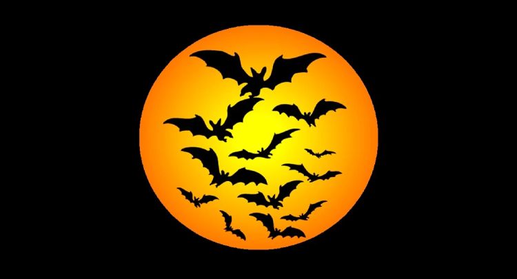 Bat Night. Noche de los murciélagos