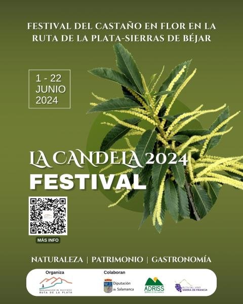 La Candela. Festival del Castaño en Flor en la Ruta de la Pl...