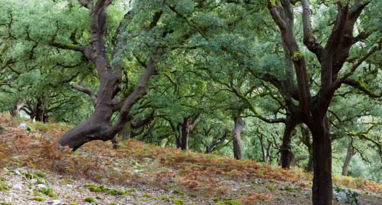 As Aldeias, A Floresta e O Fogo