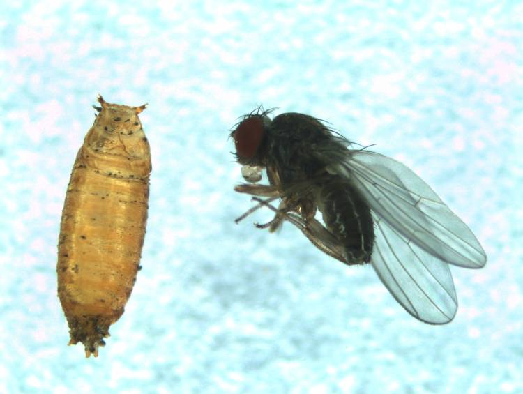 Torres de Ciência em Movimento | Como podemos usar a mosca da fruta para estudar a adaptação ao aquecimento global?