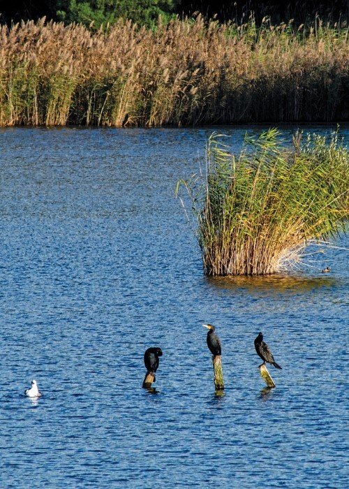 À Descoberta da Lagoa Pequena: Uma Viagem pelos 5 Sentidos