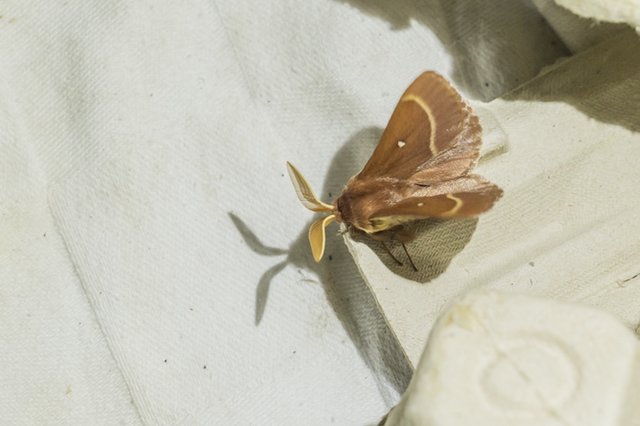 As Borboletas Noturnas do Parque Metropolitano da Biodiversidade