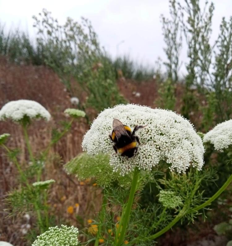 Dia da Ecologia nos Viveiros Municipais de Torres Vedras