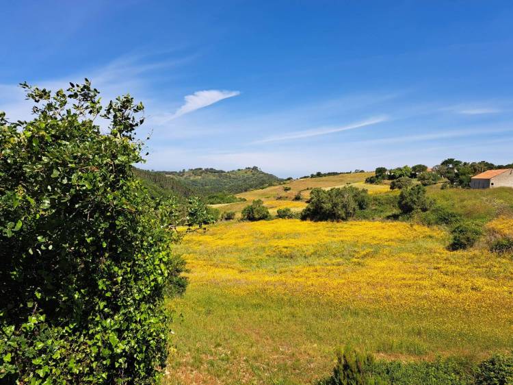 Caminhando: Ó da Guarda, Olha o Lobo