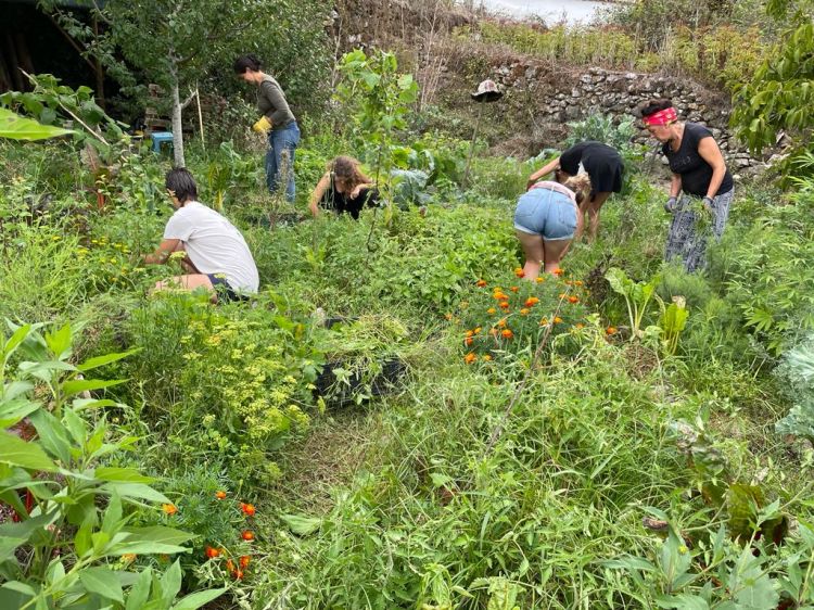 Horta em Permacultura 