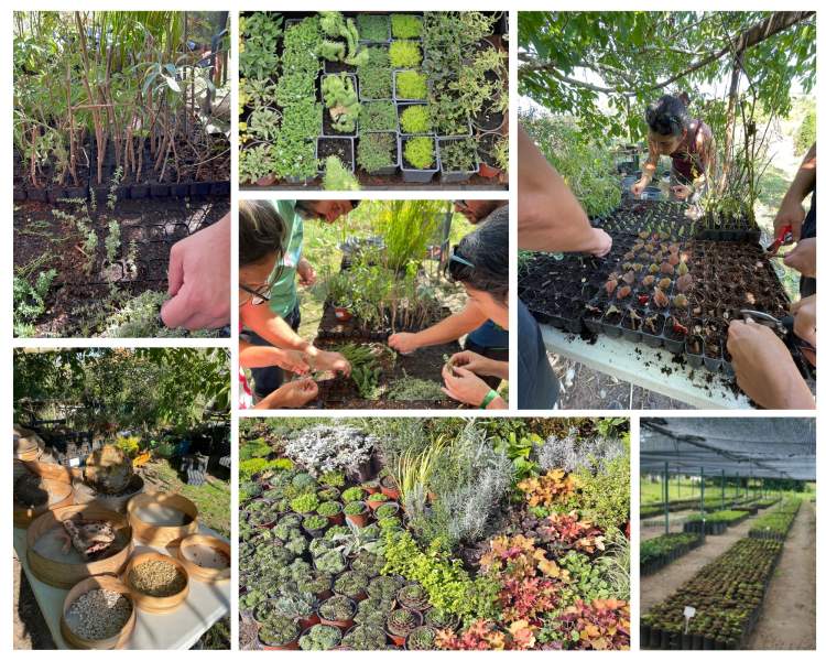 Viveiro plantas e sementes - Permacultura 