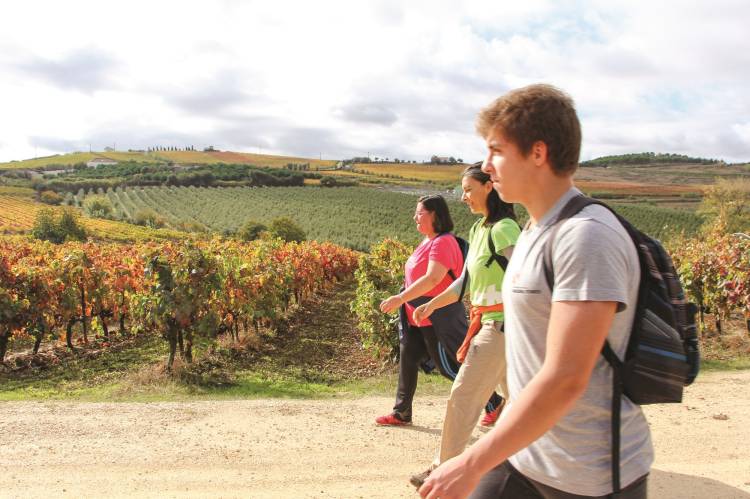 Caminhada nas Vinhas | Percurso Pedestre