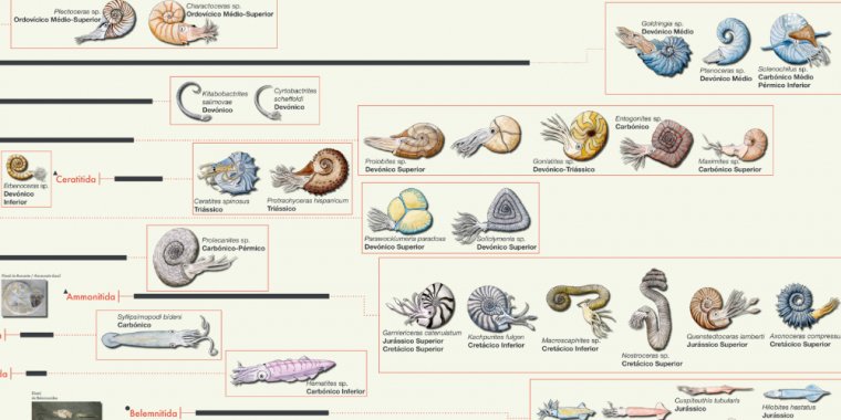 A origem e evolução dos polvos