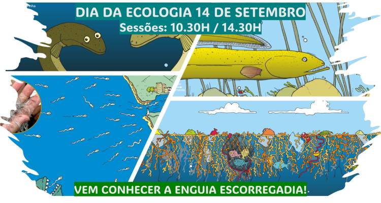 Dia da Ecologia – A enguia escorregadia da Lagoa de Santo André