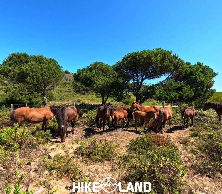 À Descoberta dos Garranos da Serra de Sintra