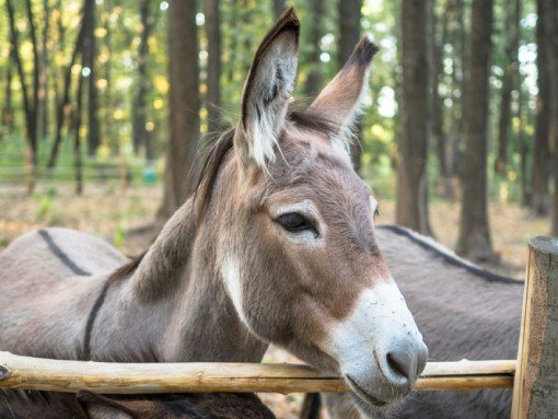 COMEMORAÇÃO DO DIA DO ANIMAL – Apresentação do projeto “Até às Orelhas”