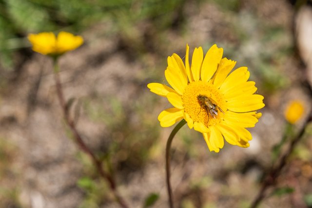 Biodiversidade da Fábrica de Pólvora de Vale de Milhaços: Uma Visita de Campo