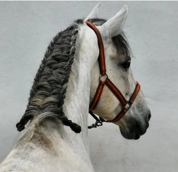 Taller de trenzado y acicalado de caballos