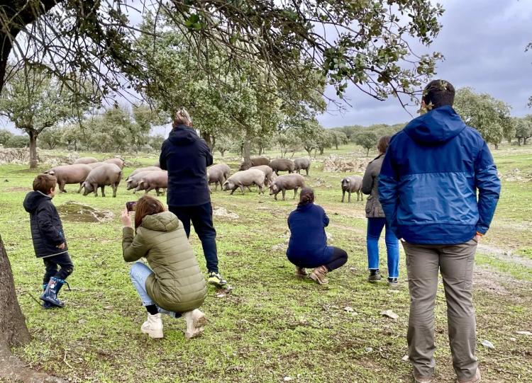 La ganadería en la dehesa: tradición y cultura