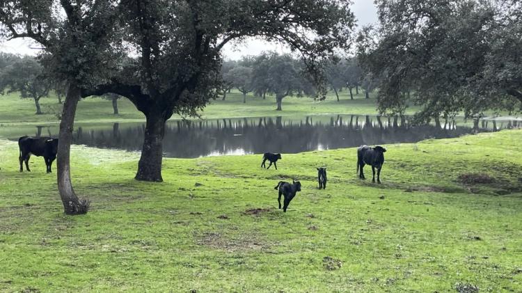 Experiencia dehesa y toro