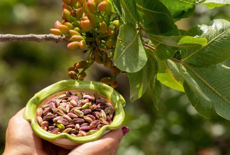 Pistachos: descubriendo el fruto seco de moda