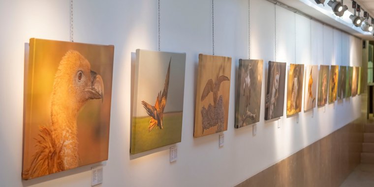 Exposição fotográfica de Aves de Rapina