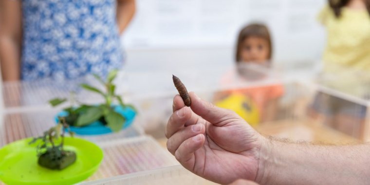Visita guiada ao Borboletário | As Máscaras das Lagartas