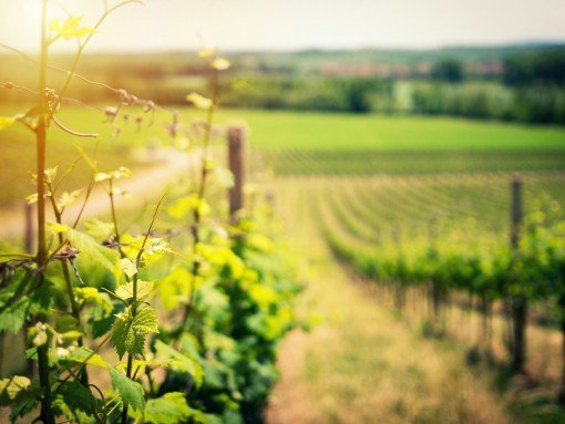 VISITA GUIADA “OS VINHOS NA HISTÓRIA E NA PAISAGEM DE LAGOS”, com Artur de Jesus