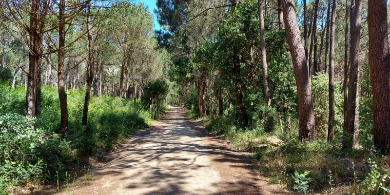 Celebração da Floresta Autóctone