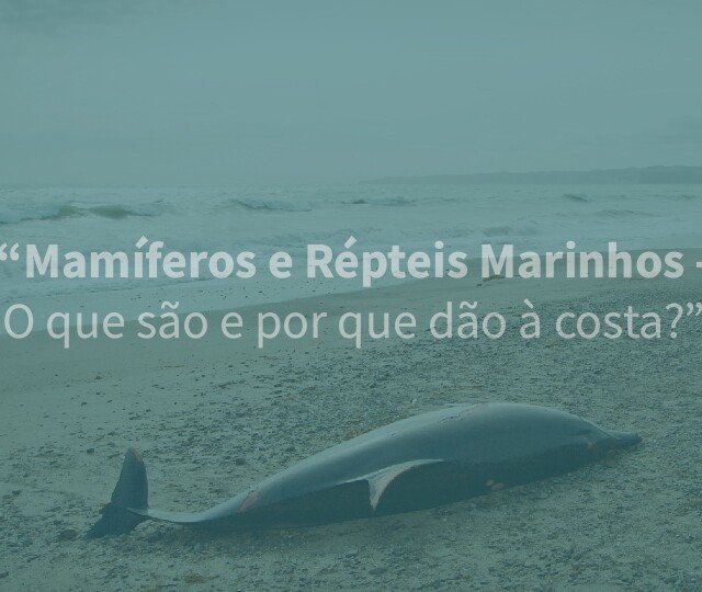 Mamíferos e Répteis Marinhos - O que são e por que dão à costa?