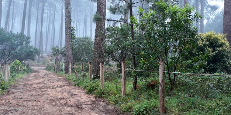 Passeios fotográficos na Floresta