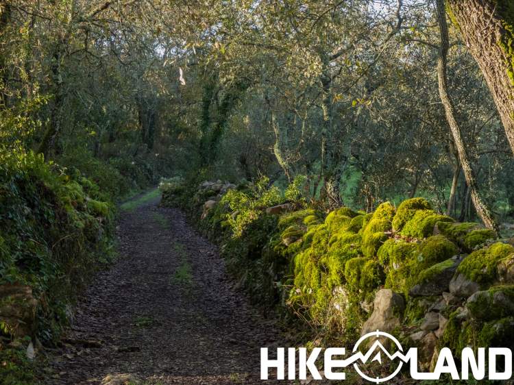 Bosques Outonais da Serra do Anjo da Guarda | Ansião