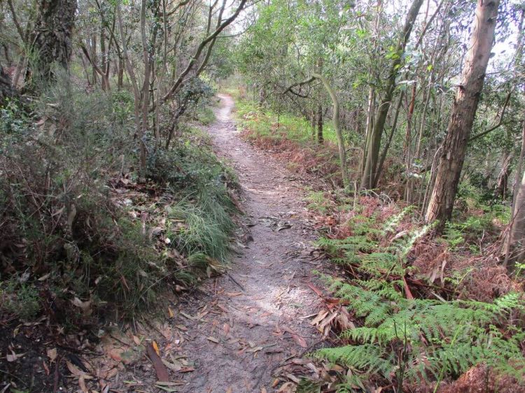 Caminhando na Mata da Machada