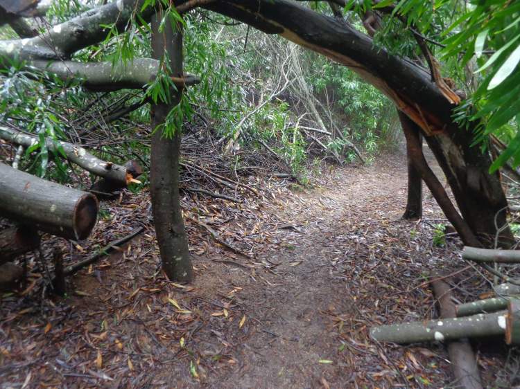 Caminhada na Serra de Sintra - No trilho do Monge