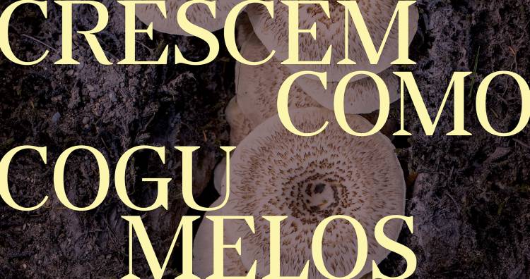 Exposição fotográfica “Crescem como Cogumelos!”