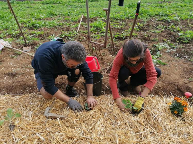 Horticultura Biológica para Principiantes - 3ª edição