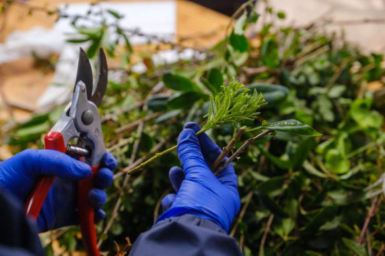 Workshop 'Propagação de Plantas'