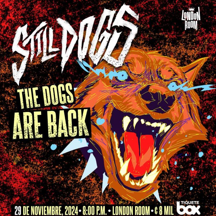 Still Dogs | The dogs are back