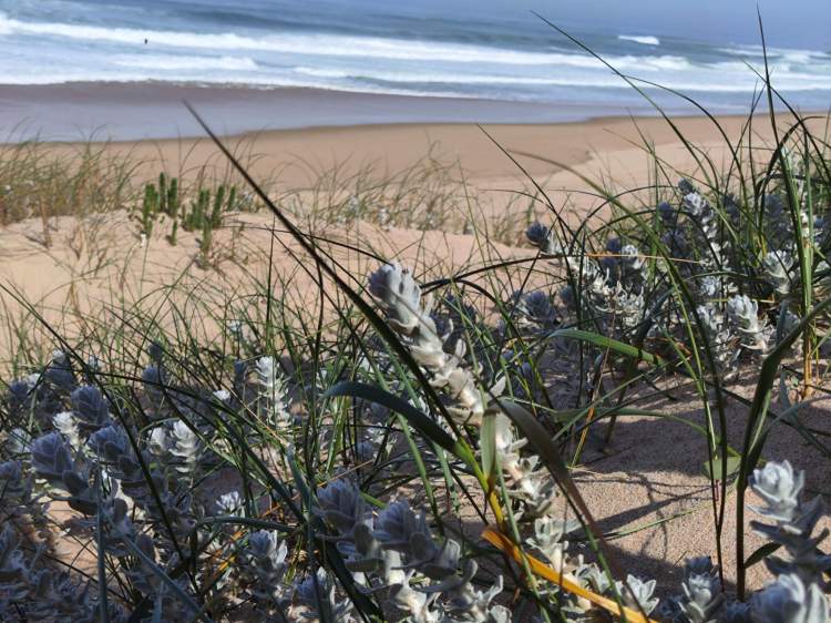 Mês do Mar - Dunas à vista!