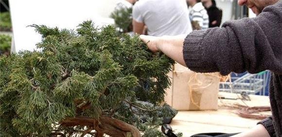 Workshop aprender a tratar de um bonsai