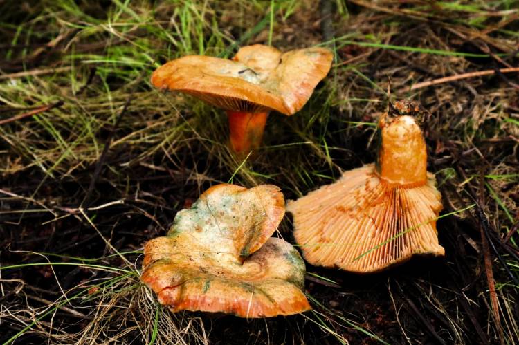Saída Micológica 'Fungos da Serra ao Vale'