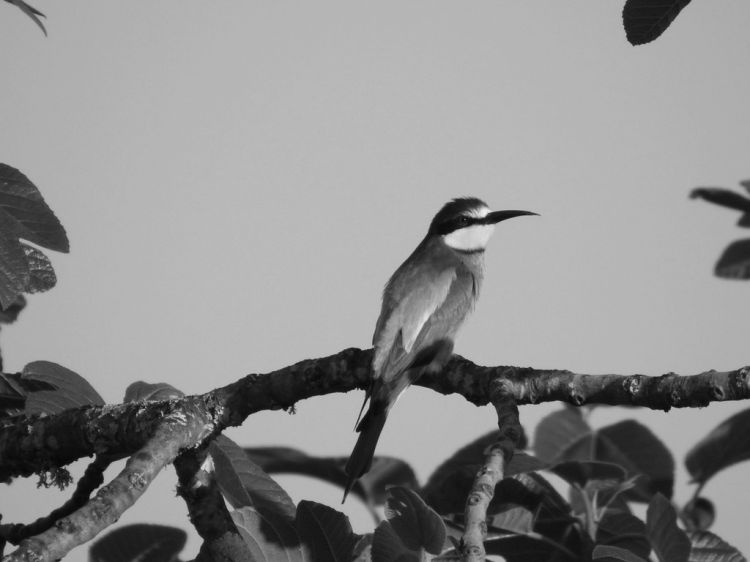 Natureza: 7ª Caminhada de Observação de Aves SPEA Fora do Lugar
