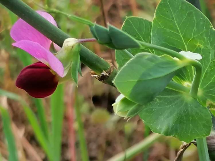 As Plantas Silvestres Comestíveis das Penhas do Marmeleiro - Cascais