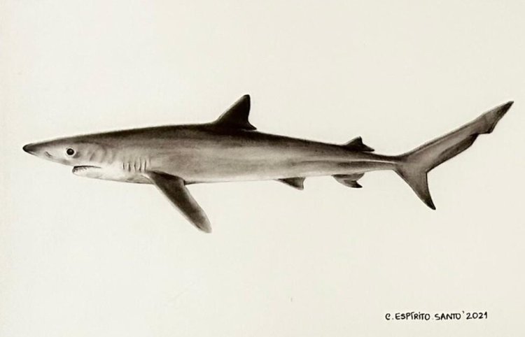 Visita orientada à exposição 'No Lugar de Porto Covo'