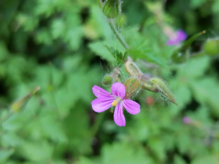 As Plantas Silvestres Comestíveis e as outras da Quinta da Ribafria (Várzea de Sintra)