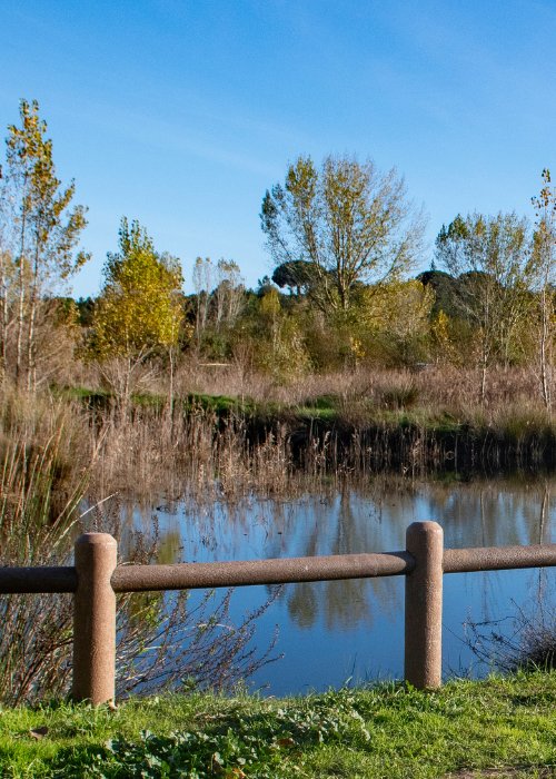 A Várzea, a sua Fauna e Flora de Inverno
