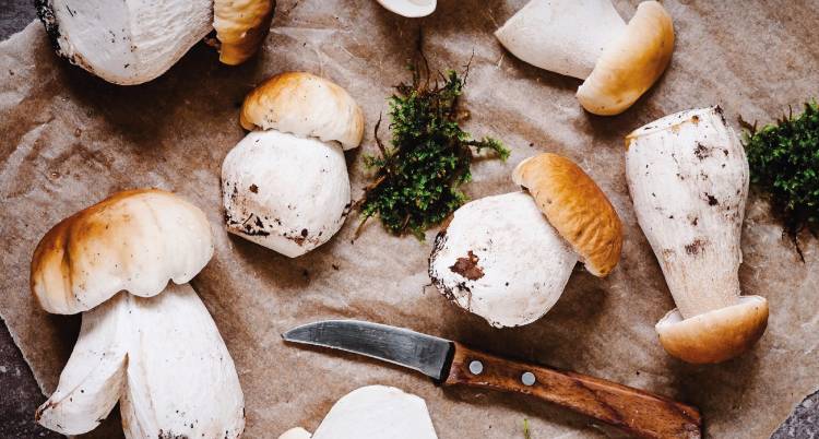 Passeio Micológico em Dornelas do Zêzere