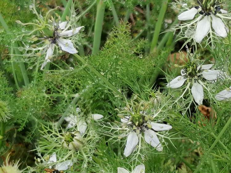 As Plantas Silvestres Comestíveis e as outras do Castro de Chibanes (Palmela)