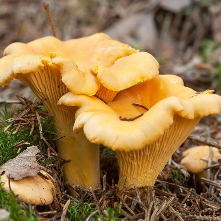 Fest & Food – Cogumelos Silvestres