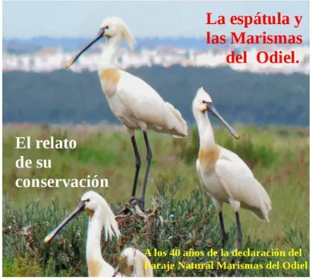 CHARLAS EN LA BIBLIOTECA: Dia de los humedales