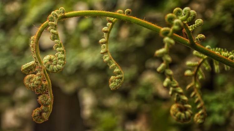 Música na Quinta 2025 | FEV