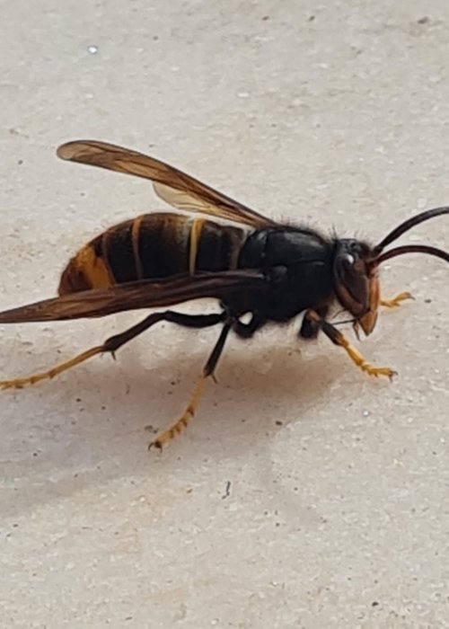 Construção de Armadilhas de Vespas Asiáticas